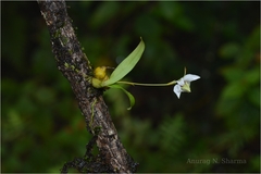 Dendrobium nanum